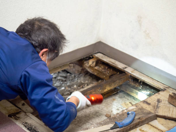 Best Post-Flood Mold Remediation in Rio Hondo, TX