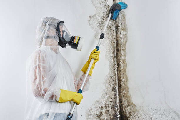 Best Black Mold Remediation in Rio Hondo, TX