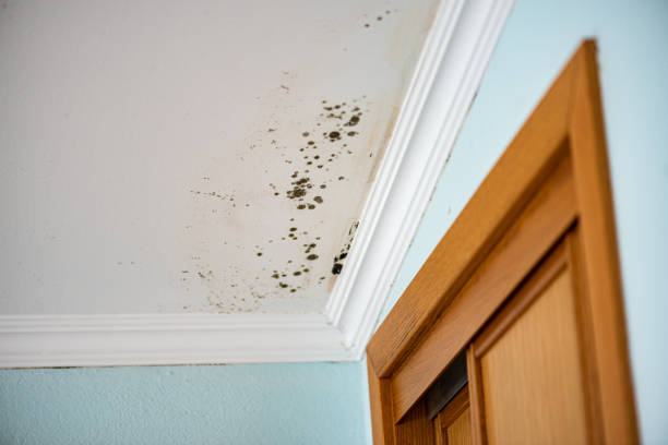 Best Attic Mold Remediation in Rio Hondo, TX
