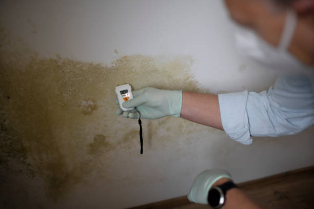 Best Commercial Mold Remediation in Rio Hondo, TX