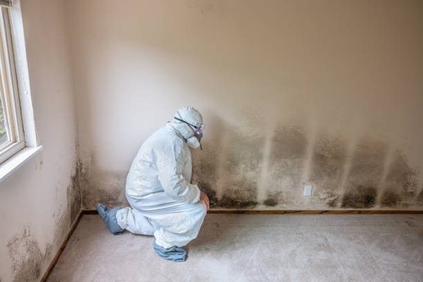Best Mold Testing and Inspection Services in Rio Hondo, TX